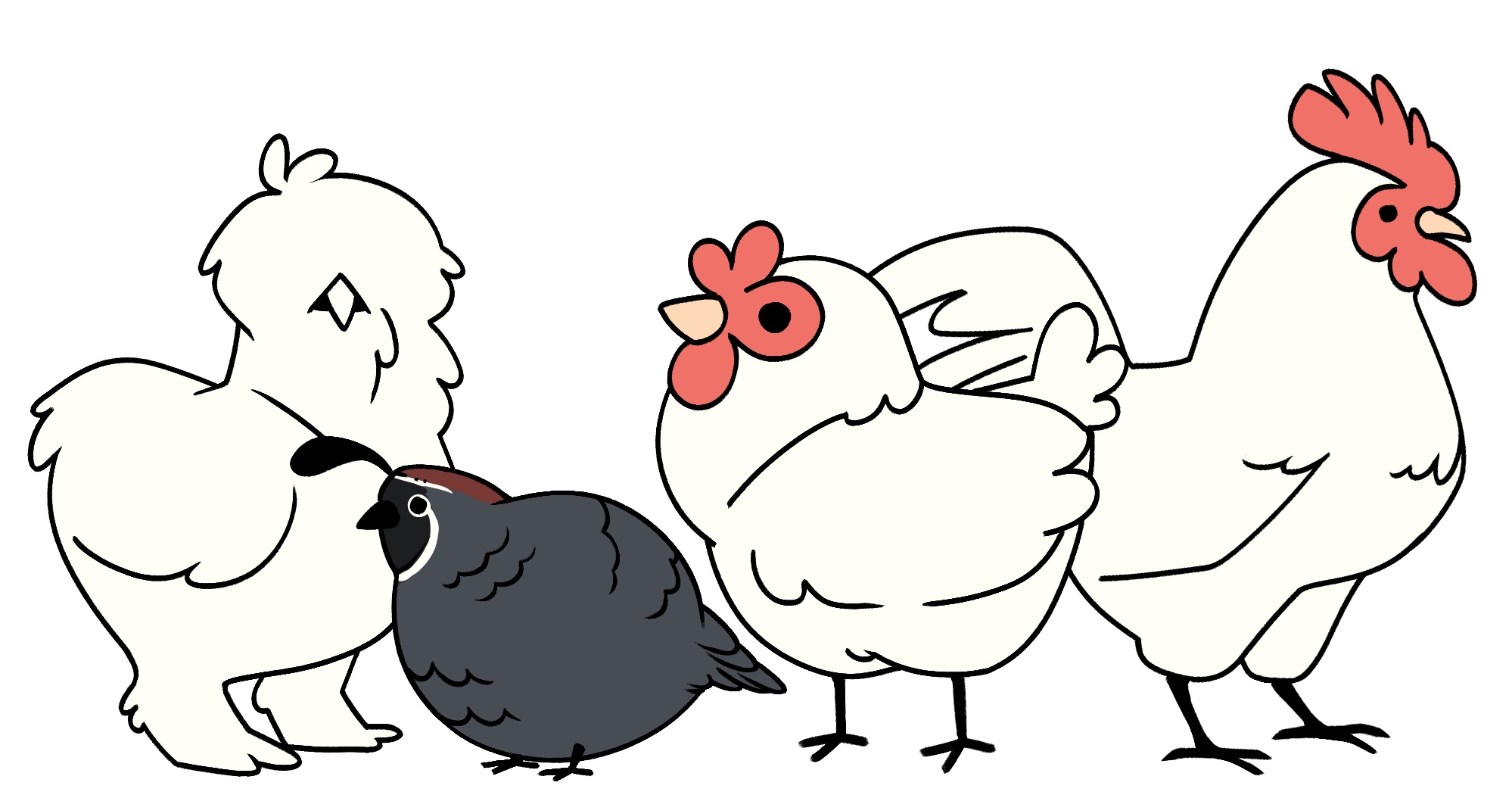 Line-up of a lot of different kinds of chickens standing in a row, including a rooster, a silkie, a quail and a common layer hen